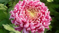 chryzantéma flower-569601 1280